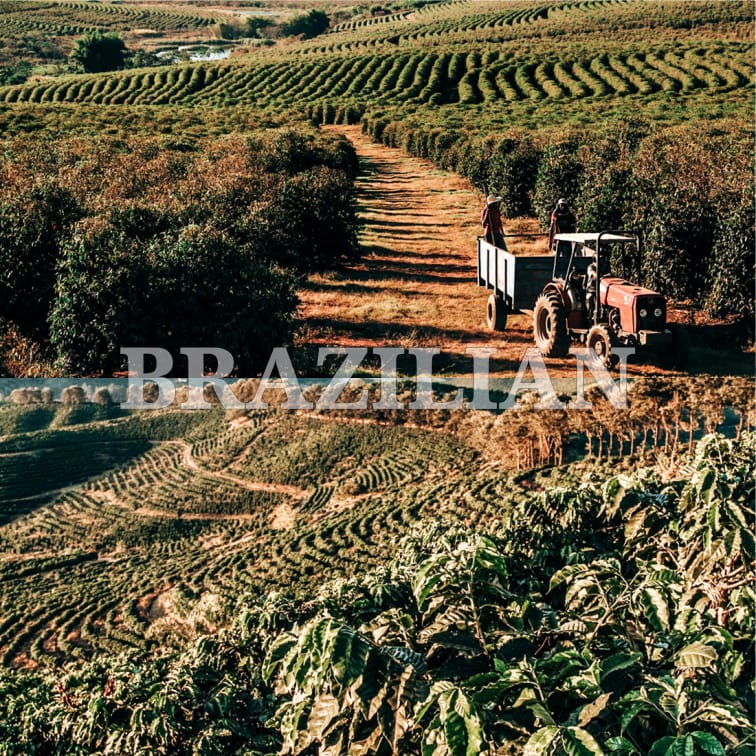 BRAZILIAN PHOTO 2