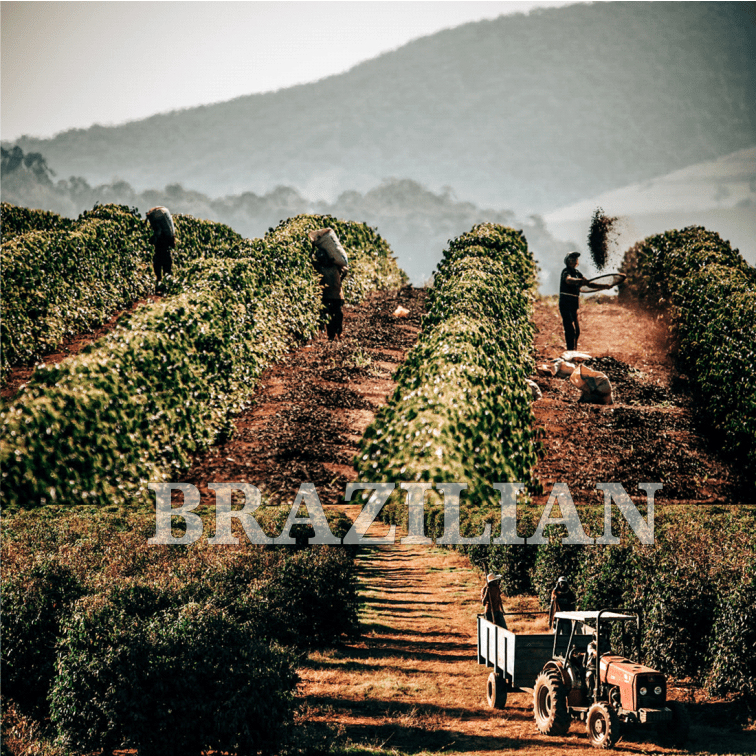 BRAZILIAN PHOTO